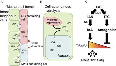 Dynamic Modeling of Indole Glucosinolate Hydrolysis and Its Impact on Auxin Signaling
